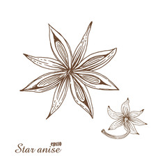 Star anise. Vector botanical illustration in woodcut style. 