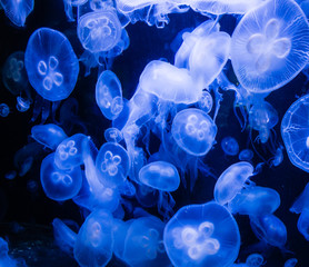 Obraz premium Ohrenquallen im Wasser (Aquarium)