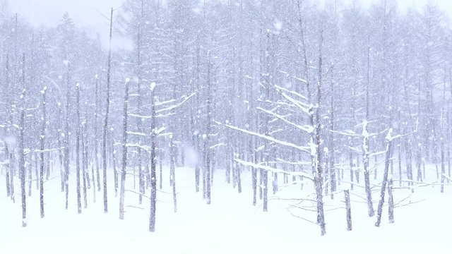 4K footage - Blue pond (Aoiike) in Biei, Hokkaido during winter season, Japan.
