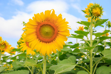 Fototapeta premium Sunflower in full bloom flowers