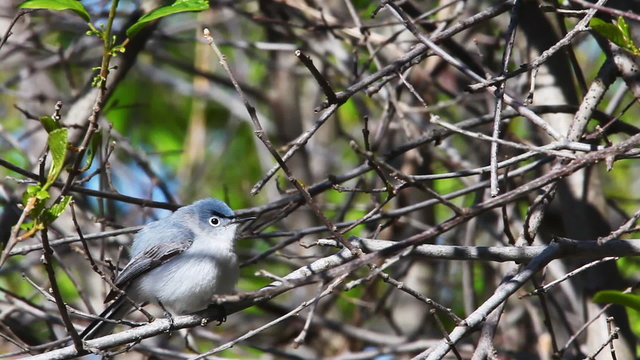 Blue Gray Gnatcatcher, Polioptila caerulea, in song