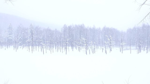 4K footage - Blue pond (Aoiike) in Biei, Hokkaido during winter season, Japan.