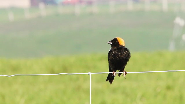 Bobolink, Dolichonyx oryzivorus, singing
