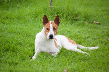 Dog lying on the lawn