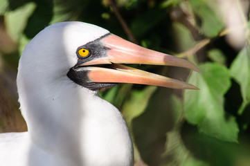 Head shot of a Nazca Booby