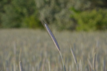 Kłos © wojciechszym