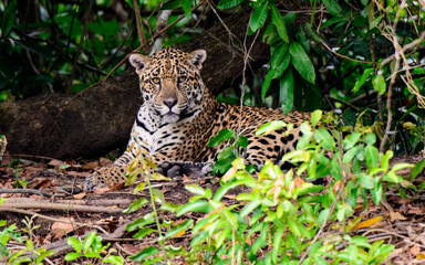 Fototapeta na wymiar An attendant Jaguar watching our every move