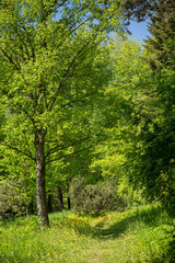 Summer Sunny Forest Trees, Lane, Path, Pathway. Nature Wood Sunl