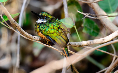 rufous tailed Jacamar sitting on a branch