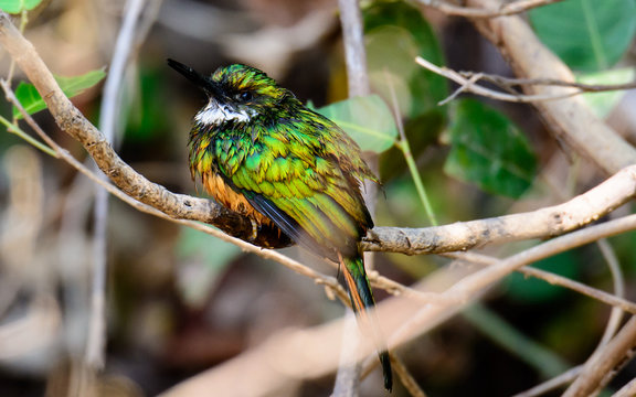 Rufous Tailed Jacamar Sitting On A Branch