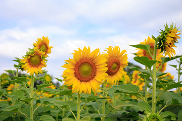 Sunflower in full bloom flowers