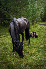 the horse with a foal is grazed on a meadow