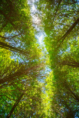 Summer Sun Shining Through Canopy Of Tall Trees. Upper Branches 