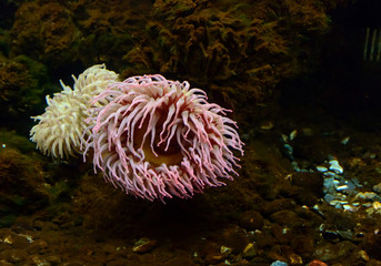 colorful sea anemone