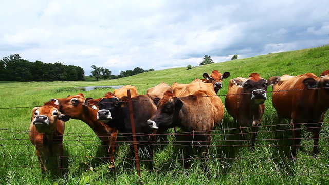 Herd of dairy cows in a green field