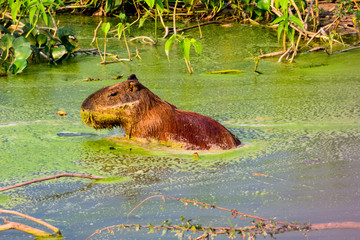 capybara resting in a weedy pond