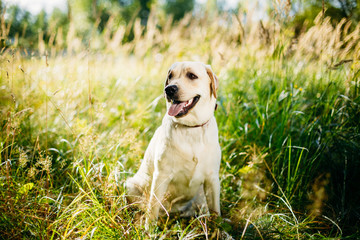 White Labrador Retriever Dog Sitting In Grass, Park Background.
