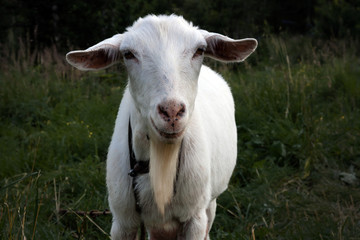 White goat in the meadow