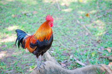 cock on the ground in the garden