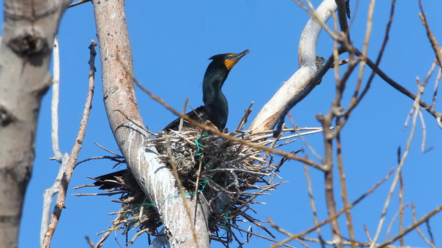 Double Crested Cormorant, Phalacrocorax auritus on the nest