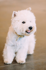 Smiling White West Highland White Terrier, Westie, Westy, Dog Po