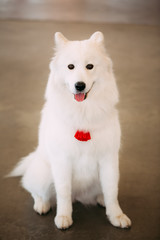 Happy White Samoyed Bjelkier Dog Sitting On Floor