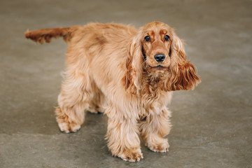 Brown English Cocker Spaniel Dog indoor.