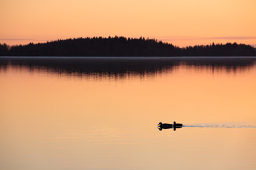 Ducks swimming in lake at sunset time