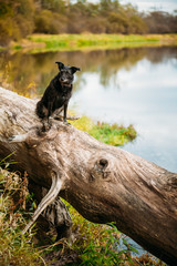 Small Size Black Dog in grass near river, lake
