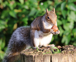 Portrait of a Grey Squirrel enjoying a chestnut while sitting on a tree trunk