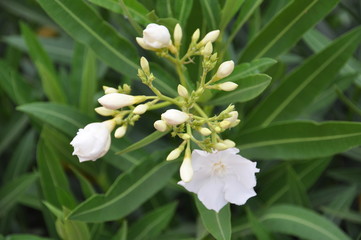 Buganville auf Lanzarote
