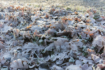 fallen oak leaves with morning frost