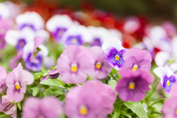 Beautiful violet flowers