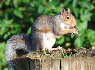 Naklejka na ściany i meble Portrait of a Grey Squirrel enjoying a chestnut while sitting on a tree trunk