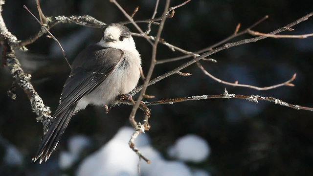 Gray Jay, Perisoreus canadensis at Algonquin, Canada