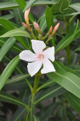 Buganville auf Lanzarote