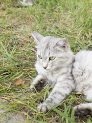 Серая кошка отдыхает в траве летний день