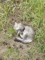 Котенок спит в траве летний день