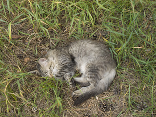 Котенок спит в траве летний день
