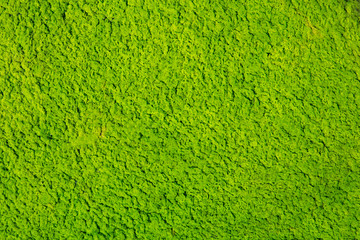 Fototapeta premium Algae floating in wastewater pond