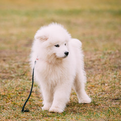 White Samoyed Puppy Dog Outdoor in Park