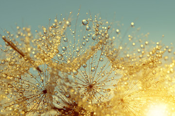 Fototapeta premium Zroszony dandelion kwiat przy wschodu słońca zakończeniem up. Naturalne tło.