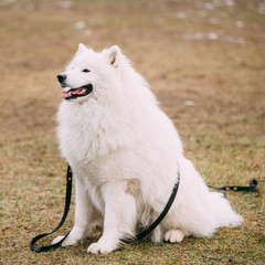 White Samoyed Dog sit on ground during training