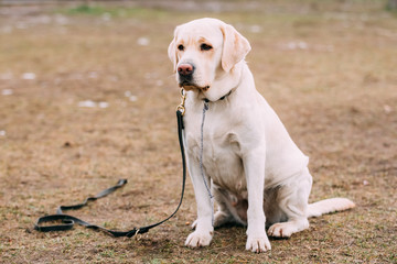 White Labrador Dog sit on ground during training