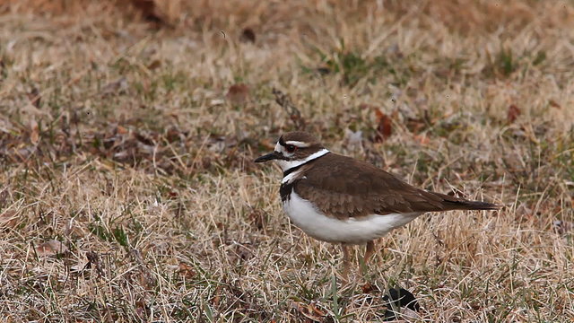 Killdeer, Charadrius vociferus