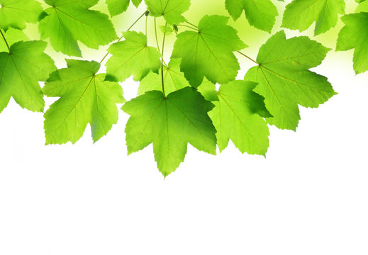 Spring leaves of maple tree isolated on white background