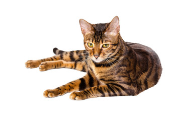 Cat breed toyger