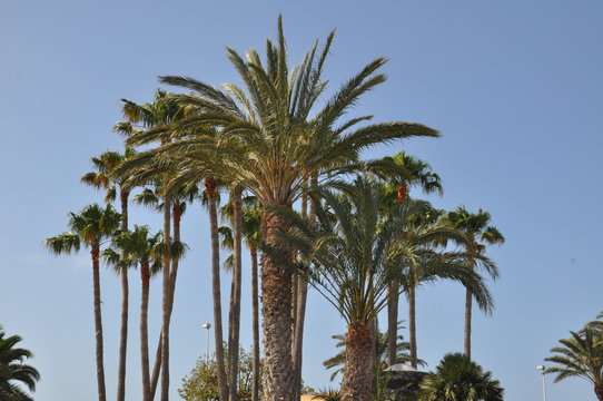 Palmen auf Lanzarote