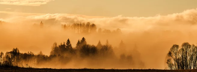 Fotobehang ochtendmist en een bos © Vera Kuttelvaserova