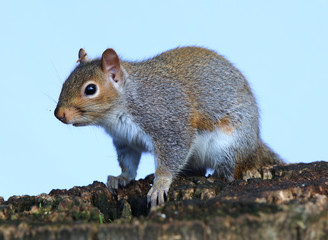 Close up of a Grey Squirrel on a tree trunk in autumn